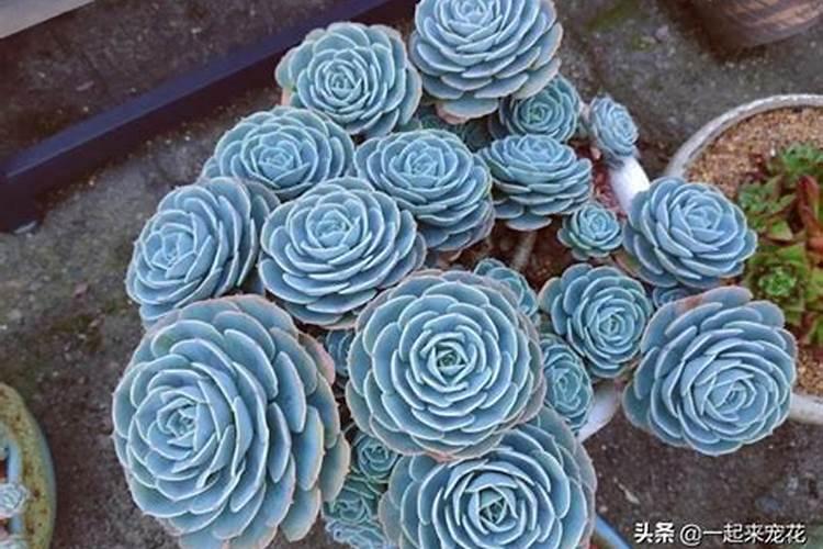 尿素可以浇多肉吗