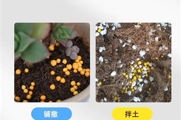 花多多2号可以做叶面肥