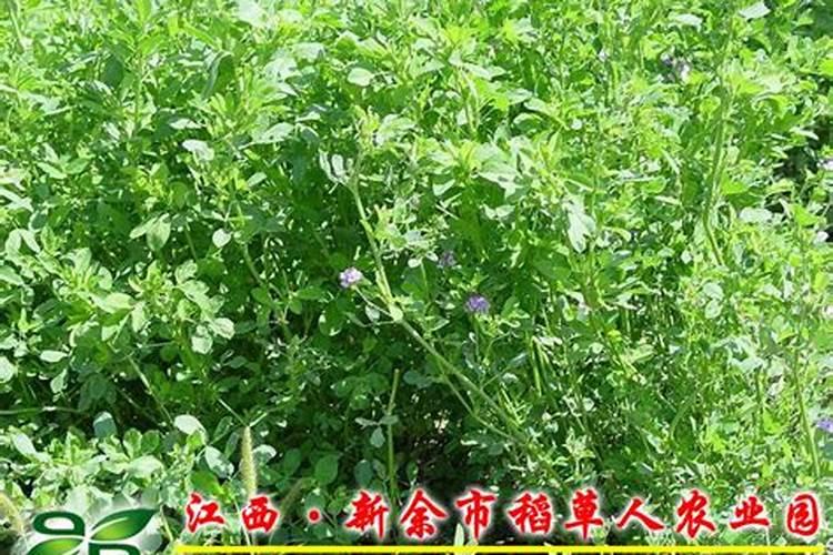 紫花苜蓿可以做绿肥吗花卉百科