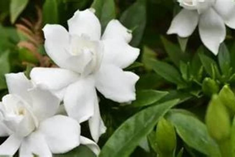 栀子花可以浇复合肥吗