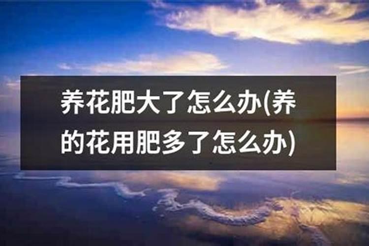 绣球肥施多了怎么挽救