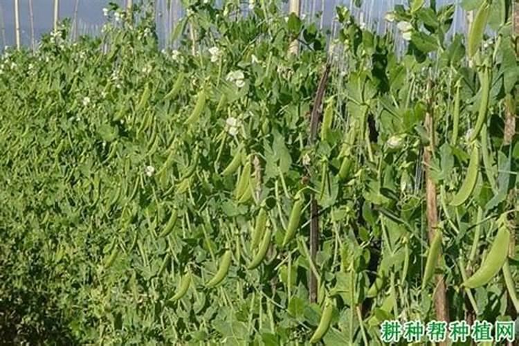 豌豆什么时候种植 豌豆的施肥方法