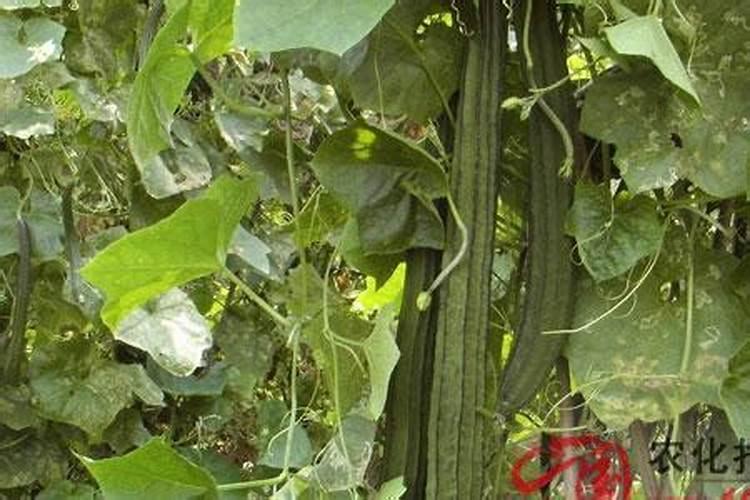 磷肥的生产过程复杂么,我想自己开厂生产,需要学习什么知识啊？