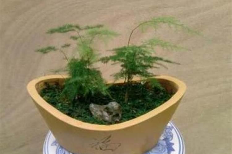 文竹用什么肥料