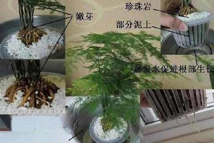 文竹施什么肥变得翠绿 文竹需要施什么肥料