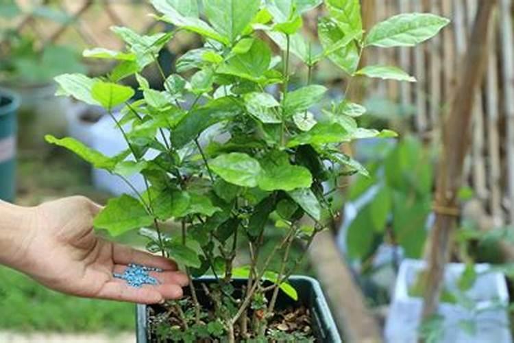 盆栽茉莉花怎么施肥