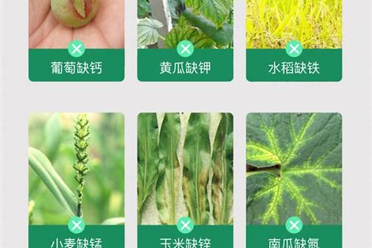 黄腐酸钾正确兑水方法