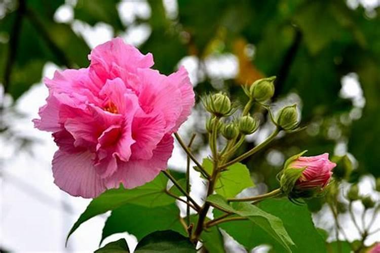 芙蓉花什么季节开花 怎么养芙蓉花