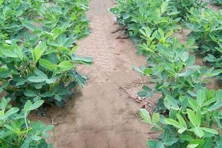 种花生用什么肥料最好,怎么施肥