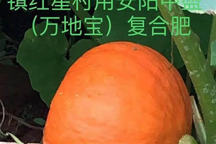 家庭盆栽的南瓜不结果是啥肥多