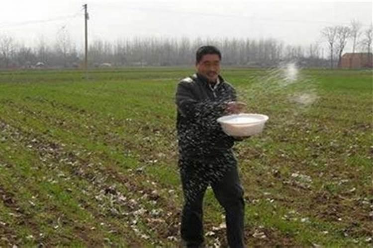 梨园用什么磷肥好