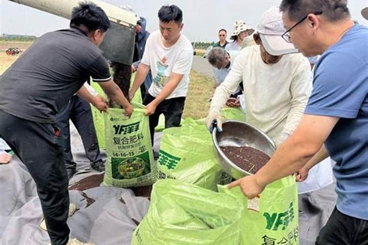 甘薯大田要怎样分配基肥和追肥的用量？