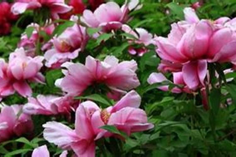 樱桃花期喷什么药坐果