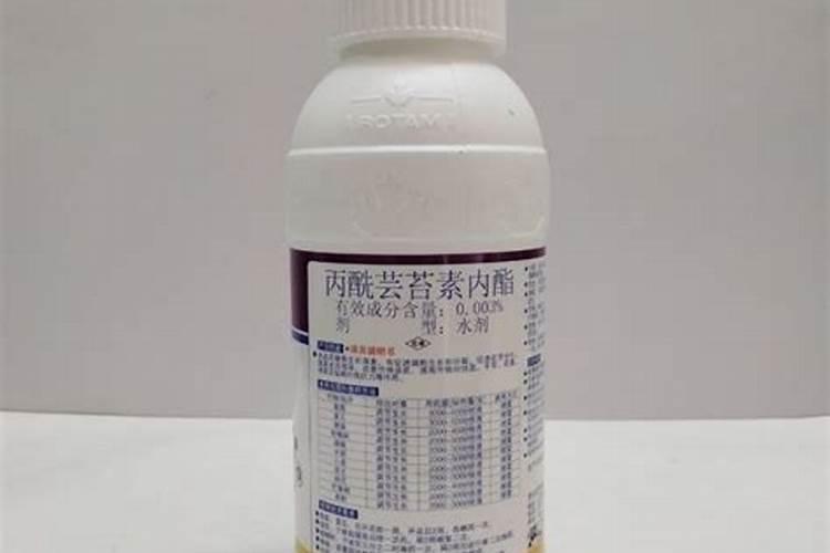 月季僵苗怎样才能发新芽