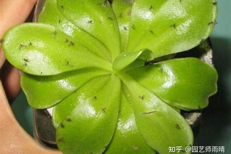 地瓜叶怎么种植方法