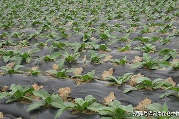 硼肥怎么样？如何使用？