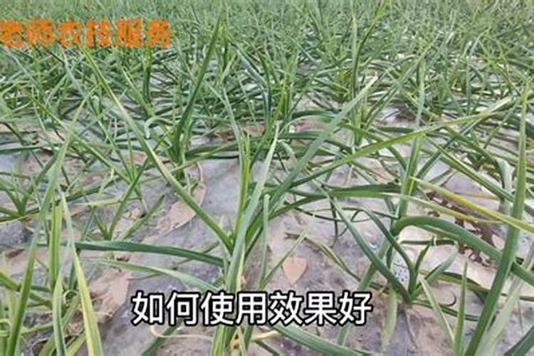 大蒜什么时候喷磷酸二氢钾
