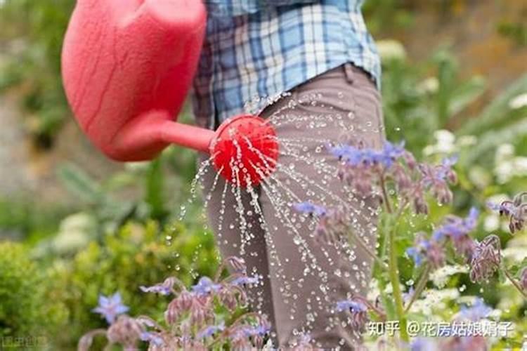 复合肥怎么往花上施肥？
