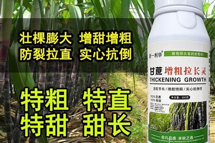 揭阳甘蔗用什么肥料好
