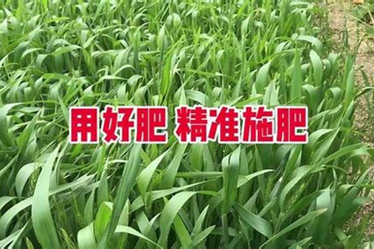 小麦底肥用啥肥好？施二氨可以吗