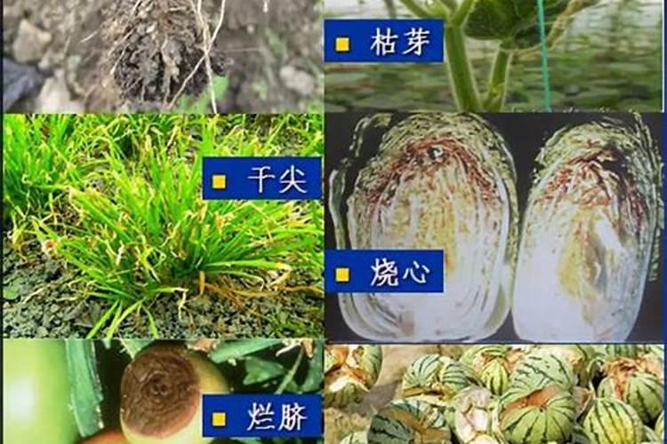 磷肥兑水比例