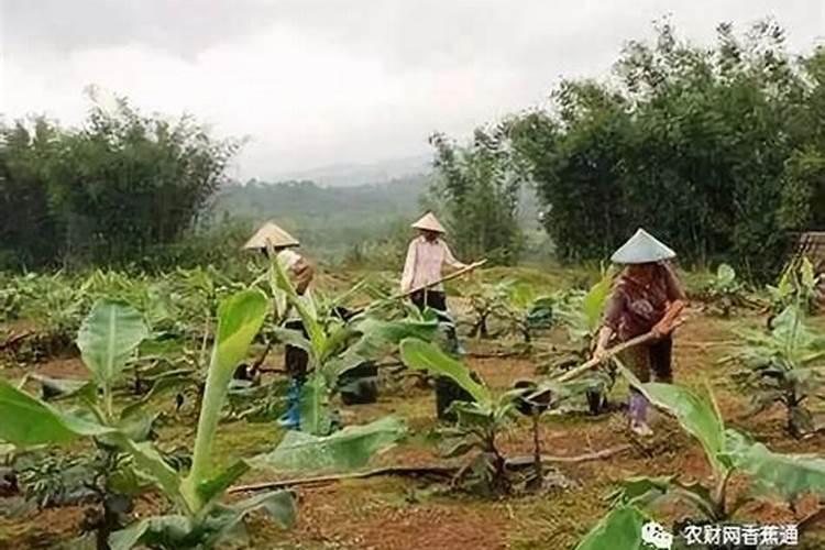 香蕉多少肥料好