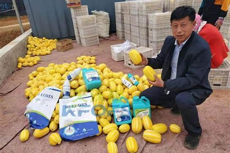 纯硫酸钾能单独浇甜瓜吗？