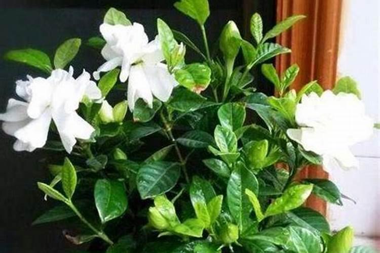 栀子花叶子干枯怎么办