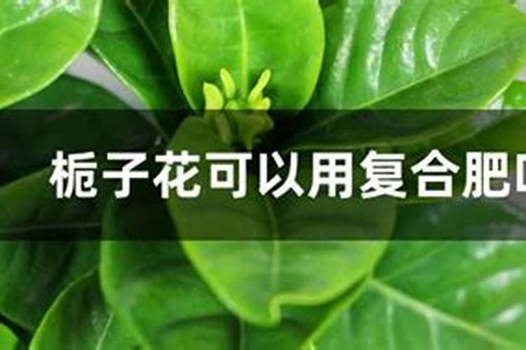 栀子花叶子枯黄如何补救 栀子花叶子枯黄怎么挽救