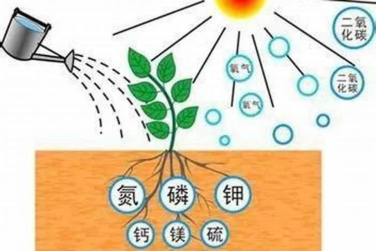 大量元水溶肥和中量元素、微量元素水溶肥的区别？