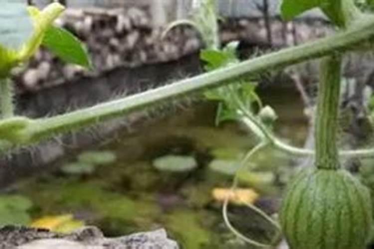 大蒜膨大期用什么肥料