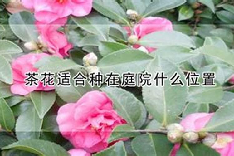 钾肥每亩地施多少斤