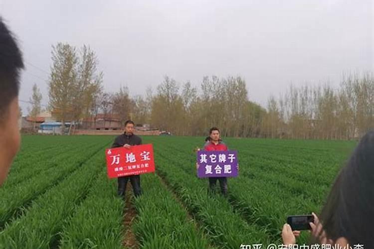 玉米苗期可以喷叶面肥吗？