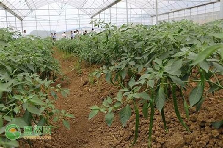 辣椒开花了能施肥吗 辣椒开花了能不能施肥