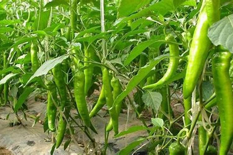 辣椒开花结果期用什么肥料