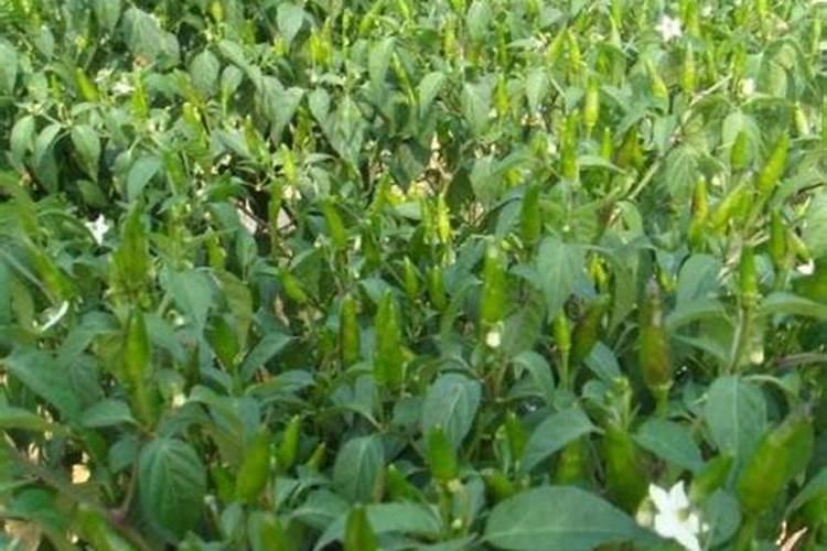 辣椒开花了要怎样浇水施肥