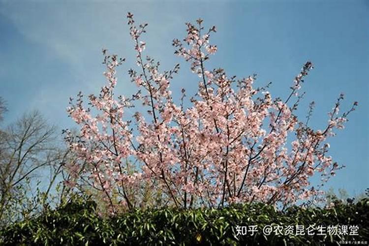 自己在家做肥料樱桃树用什么做好？