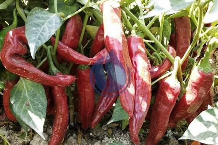杭州力卓生物质颗粒有限公司怎么样？