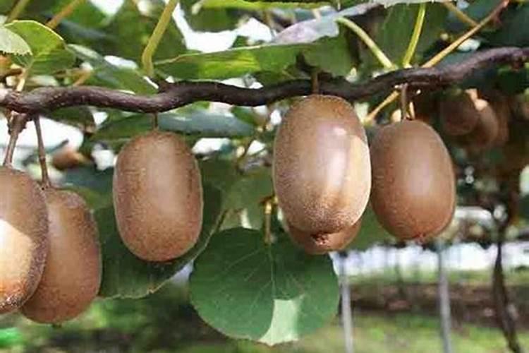 上海辉丰餐饮管理有限公司怎么样？