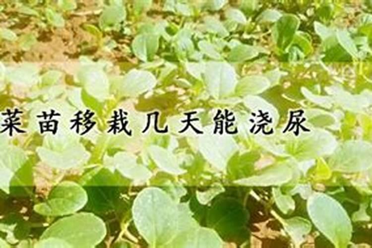 青菜苗刚出芽可以施肥吗？