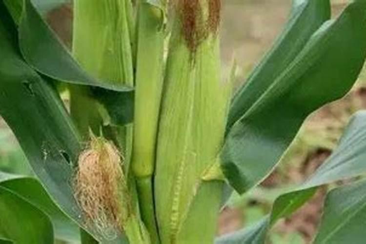 怎么种植玉米才会高产