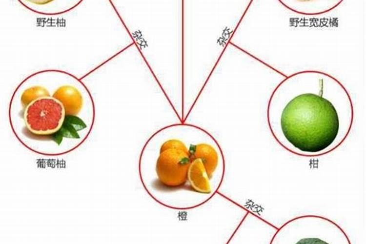 黄化一撒清对柑橘起什么作用