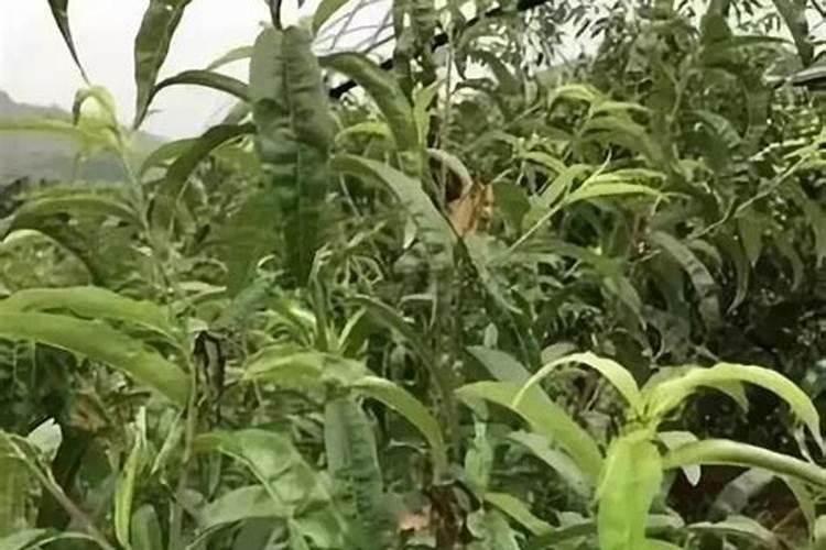 北方果树专用肥配方与施肥目录