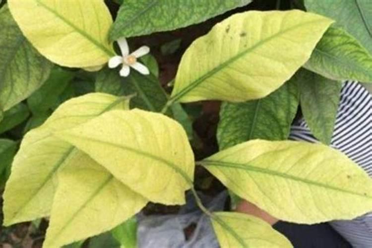 浇花最好的水是什么水;叶片发黄是缺什么肥料