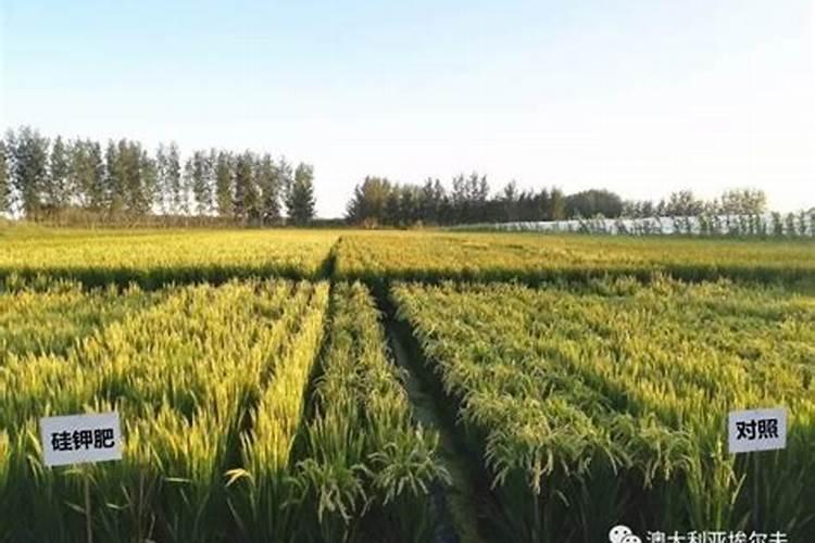水稻预防稻瘟病打几遍 最后一次打药在什么时候