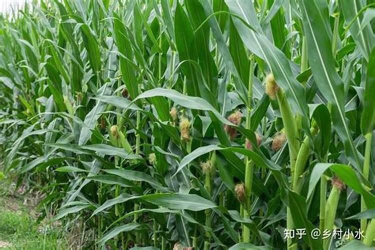 玉米什么时候施肥最好,怎样施肥