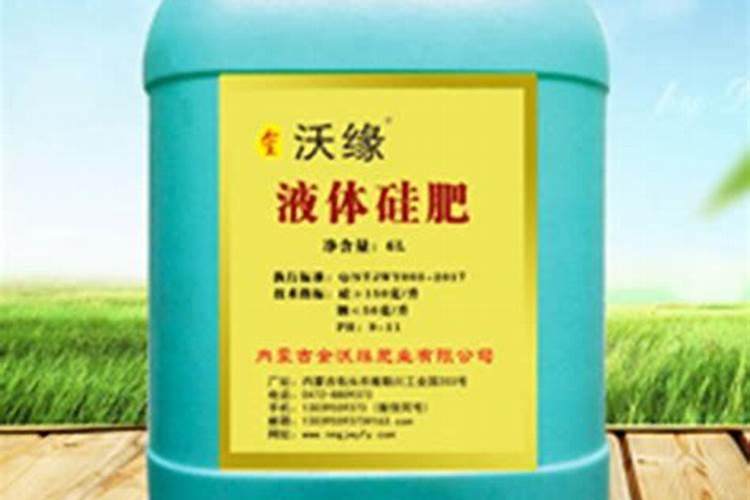 月季老桩嫩芽可以晒太阳吗？