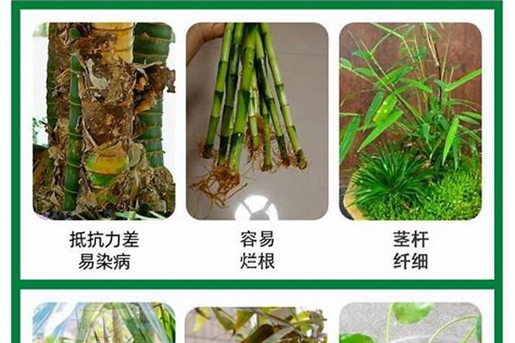 夏天的香椿嫩芽可以吃吗能不能吃夏天的香椿