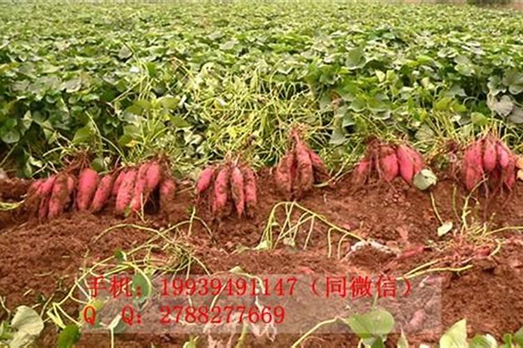 开春大樱桃第一次喷什么药好,反季节大樱桃树可以打脱叶剂吗