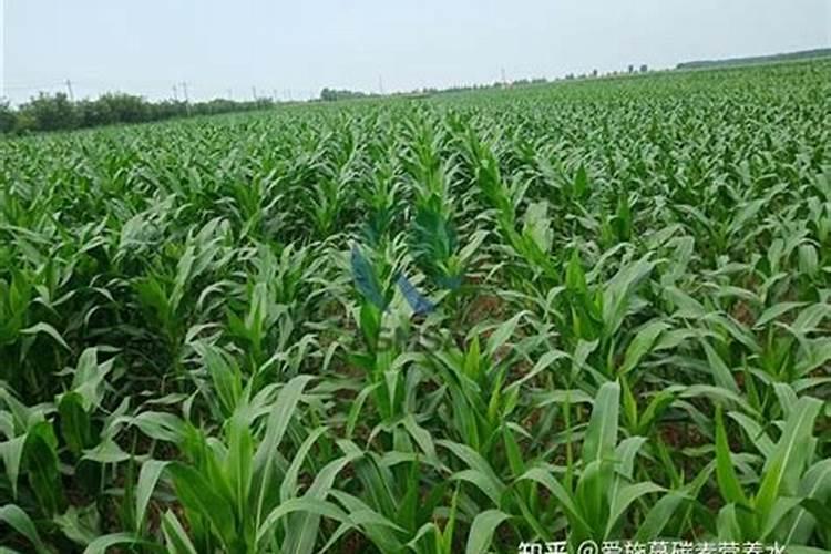 冬枣高效种植管理要点 冬枣怎么施肥比较好